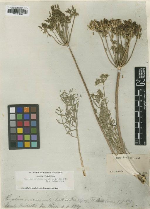 Lomatium macrocarpum (Hook. & Arn.) J.M.Coult. & Rose - BM001042930