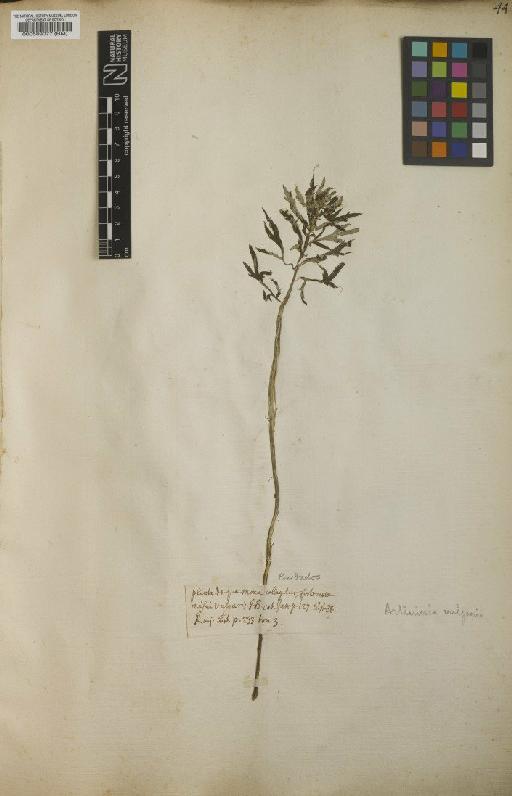 Artemisia vulgaris L. - BM000589077