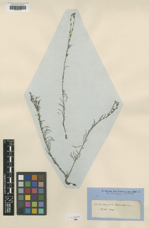 Heliotropium tenuifolium R.Br. - BM001217249