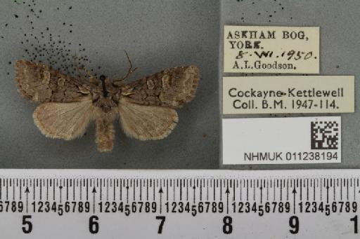 Brachylomia viminalis ab. unicolor Tutt, 1892 - NHMUK_011238194_638914
