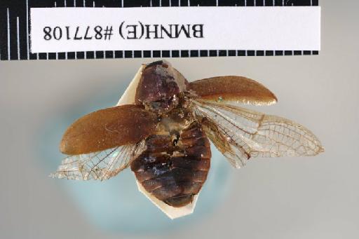 Diploptera silphoides Walker, 1868 - Diploptera silphoides Walker, F, 1868, female, lectotype, dorsal. Photographer: Aging Wang. BMNH(E)#877108