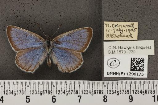 Maculinea arion eutyphron ab. alconides Aurivillius, 1888 - BMNHE_1296175_147112