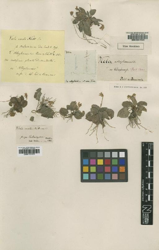 Viola alleghanensis Roem. & Schult. - BM001024243