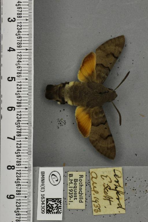 Macroglossum stellatarum (Linnaeus, 1758) - BMNHE_1634309_205890