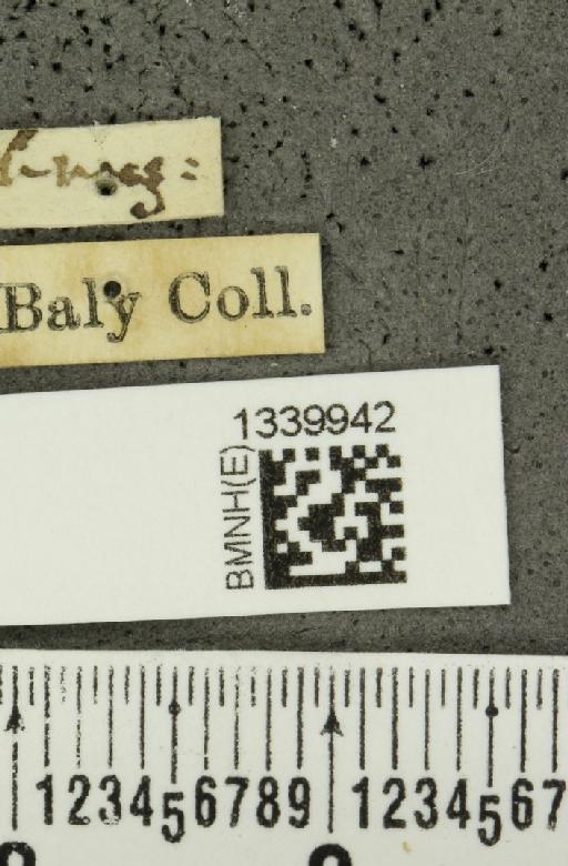 Aristobrotica angulicollis (Erichson, 1848) - BMNHE_1339942_label_23210