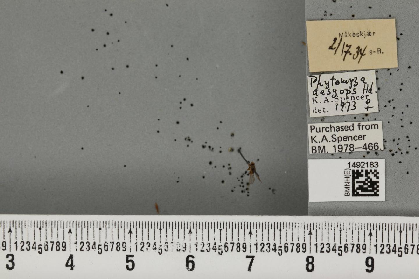 Phytomyza dasyops