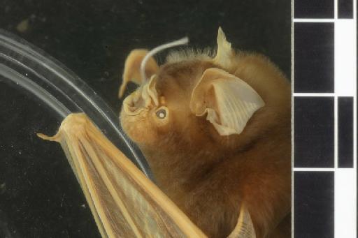 Hipposideros beatus K. Andersen, 1906 - 1900_2_5_45-Hipposideros_beatus-Type-Noseleaf-lateral