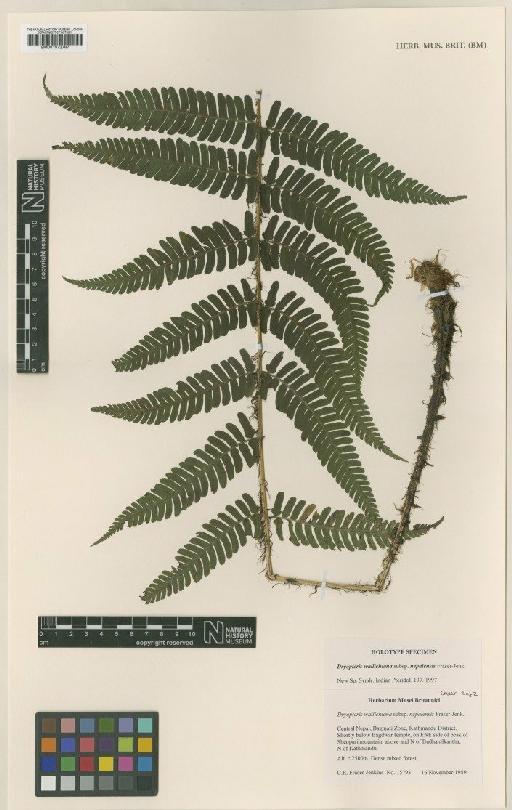 Dryopteris wallichiana subsp. nepalensis Fraser-Jenk. - BM001072767