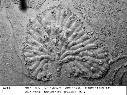 Hyporosopora dilatata (d'Orbigny, 1850) - PI D 49316 - Hyporosopora dilatata