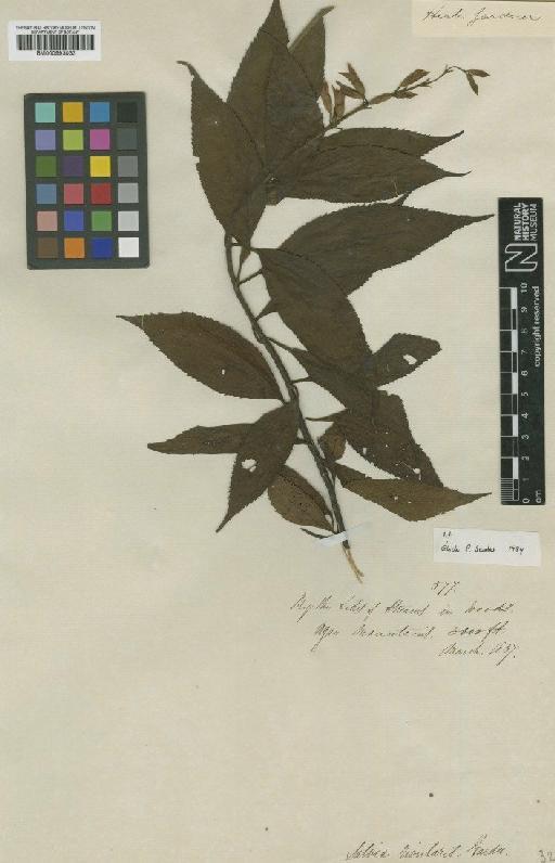 Salvia rivularis Gardner - BM000993033