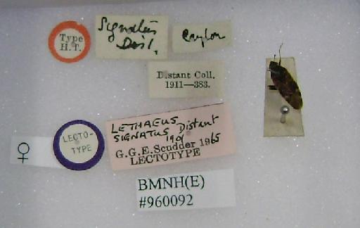 Lethaeus signatus Distant, 1901 - Lethaeus signatus-BMNH(E)960092-Lectotype female labels