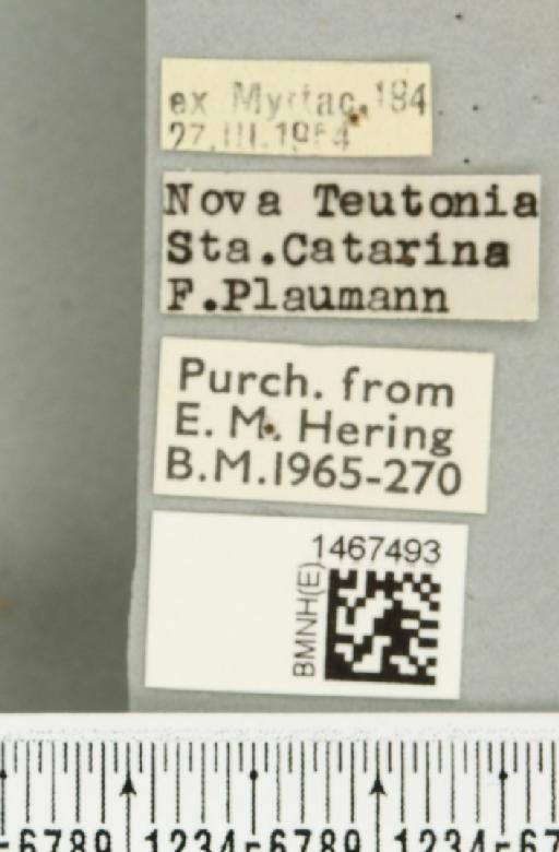 Anastrepha barbiellinii Lima, 1938 - BMNHE_1467493_label_40344