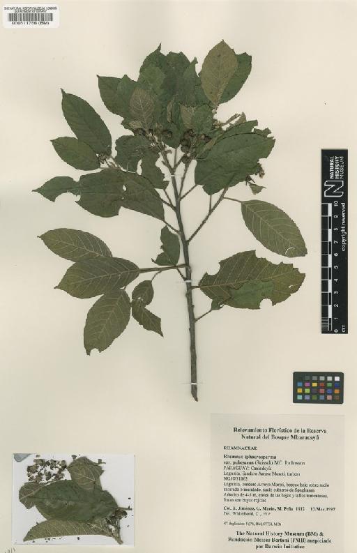 Rhamnus sphaerosperma var. pubescens (Reissek) MC Jonhnsson - BM000511766