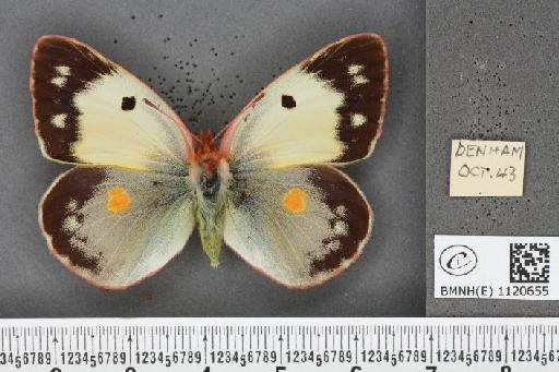 Colias croceus f. helice Hübner, 1779 - BMNHE_1120655_76610