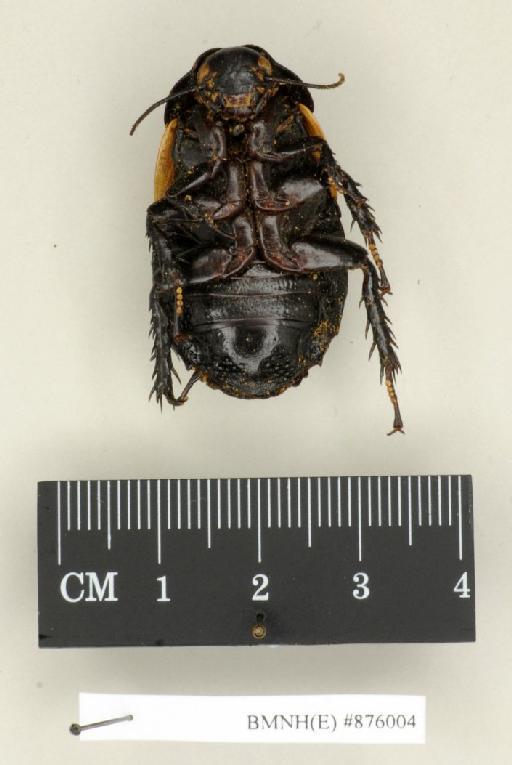 Panesthia flavipennis Wood-Mason, 1876 - Panesthia flavipennis Wood-Mason, 1876, female, non type, ventral. Photographer: Edward Baker. BMNH(E)#876004