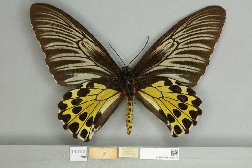 Troides helena cerberus Rothschild, 1895 - 013606473_additional