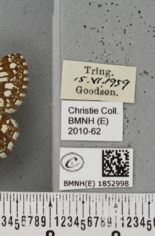 Chiasmia clathrata clathrata (Linnaeus, 1758) - BMNHE_1852998_label_424631