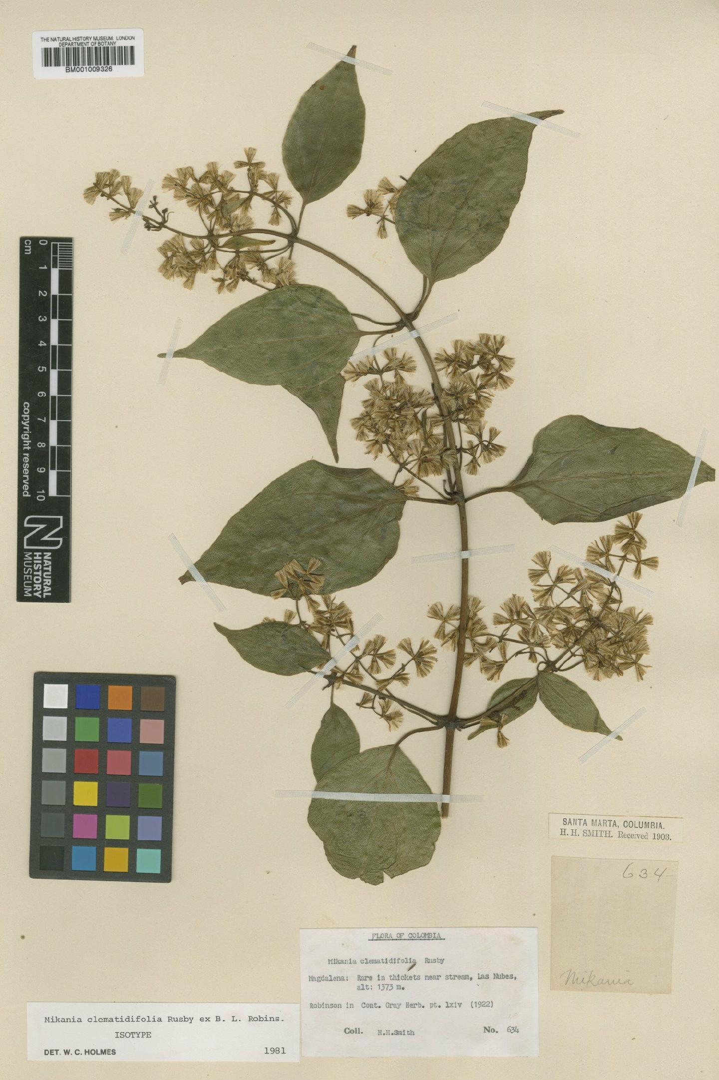 To NHMUK collection (Mikania clematidifolia Rusby; Isotype; NHMUK:ecatalogue:572261)