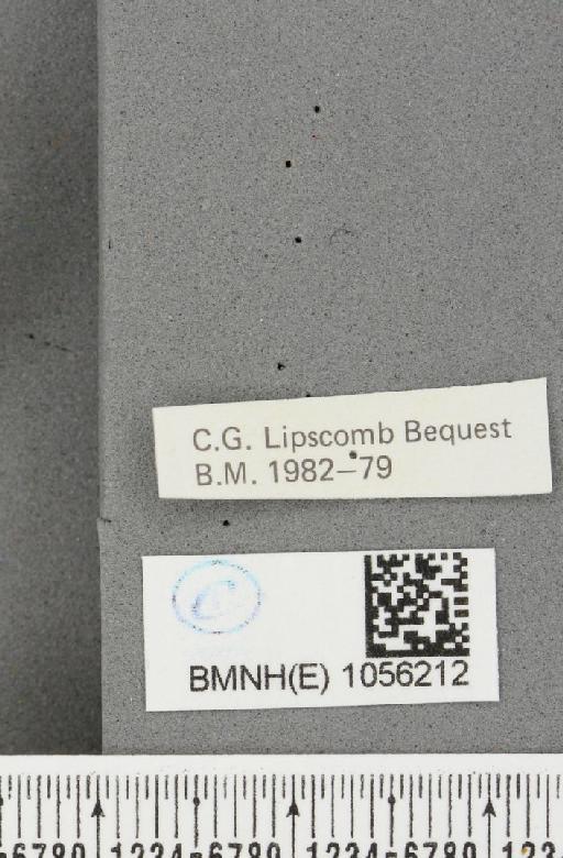 Aglais urticae ab. salmonicolor Raynor, 1906 - BMNHE_1056212_label_45739