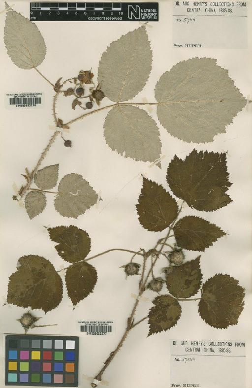 Rubus lasiostylus Focke - BM000622276