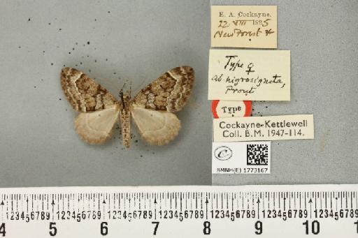 Thera britannica ab. nigrosignata Prout, 1926 - BMNHE_1773167_356228