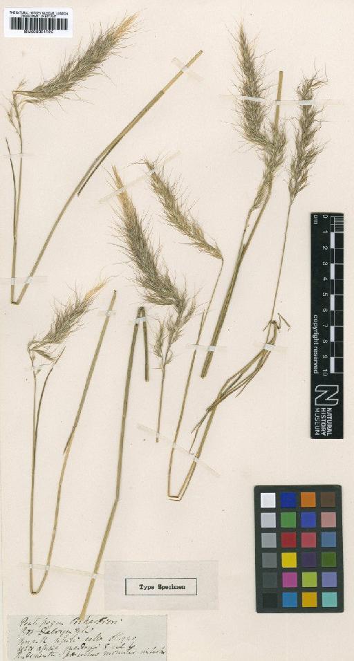 Pentapogon billardieri R.Br. - BM000991525