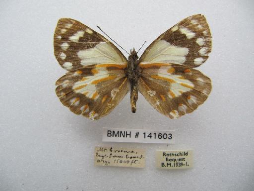 Delias leucobalia Jordan, 1911 - BMNH(E)141603_Delias leucobalia_ Jord