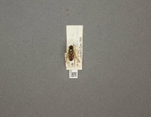 Eupeodes bucculatus (Rondani, 1857) - 012508778_807756_1283810