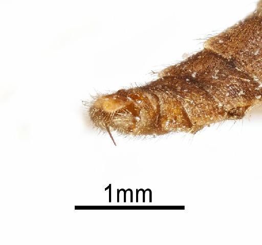 Xenomorpha brevicornis Lindner, 1949 - NHMUK 010264304 Xenomoprha brevicornis - terminalia