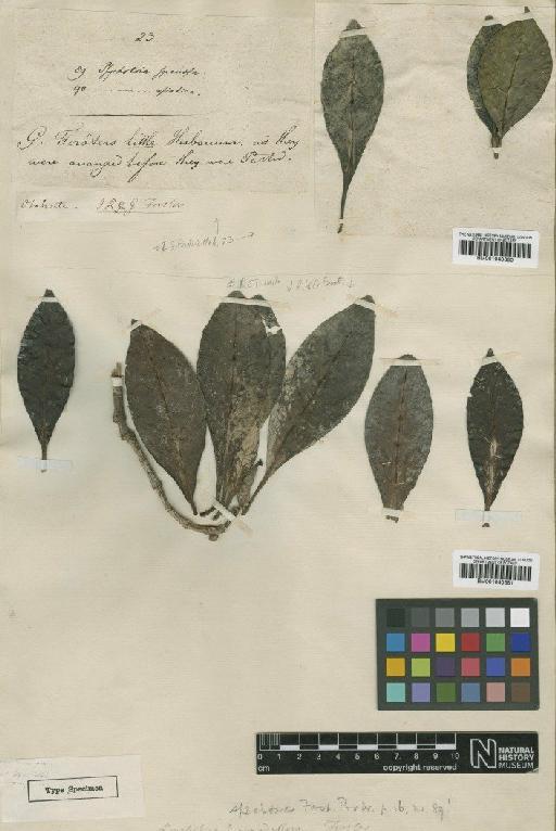Psychotria speciosa G.Forst. - BM001040381