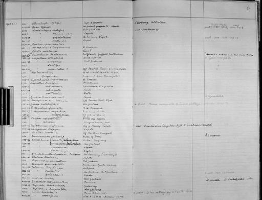 Caprella tuberculata parvorder Caprellidira Guérin, 1836 - Zoology Accessions Register: Crustacea - Budde Lund Collection 1921 & Stebbing Collection 1928: page 50