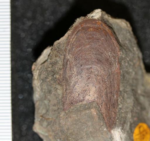Rhinopteraspis crouchi (Lankester, 1868) - P.25127 Rhinopteraspis_crouchi