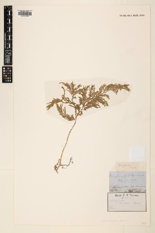 Selaginella biformis A.Braun ex Kuhn - 000779641