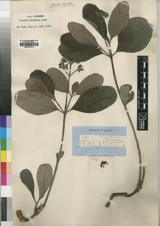 Psychotria eminiana (Kuntze) Petit - BM000903375