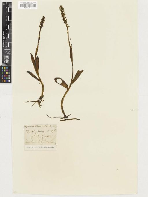 Pseudorchis albida (L.) Á.Löve & D.Löve - BM001072401