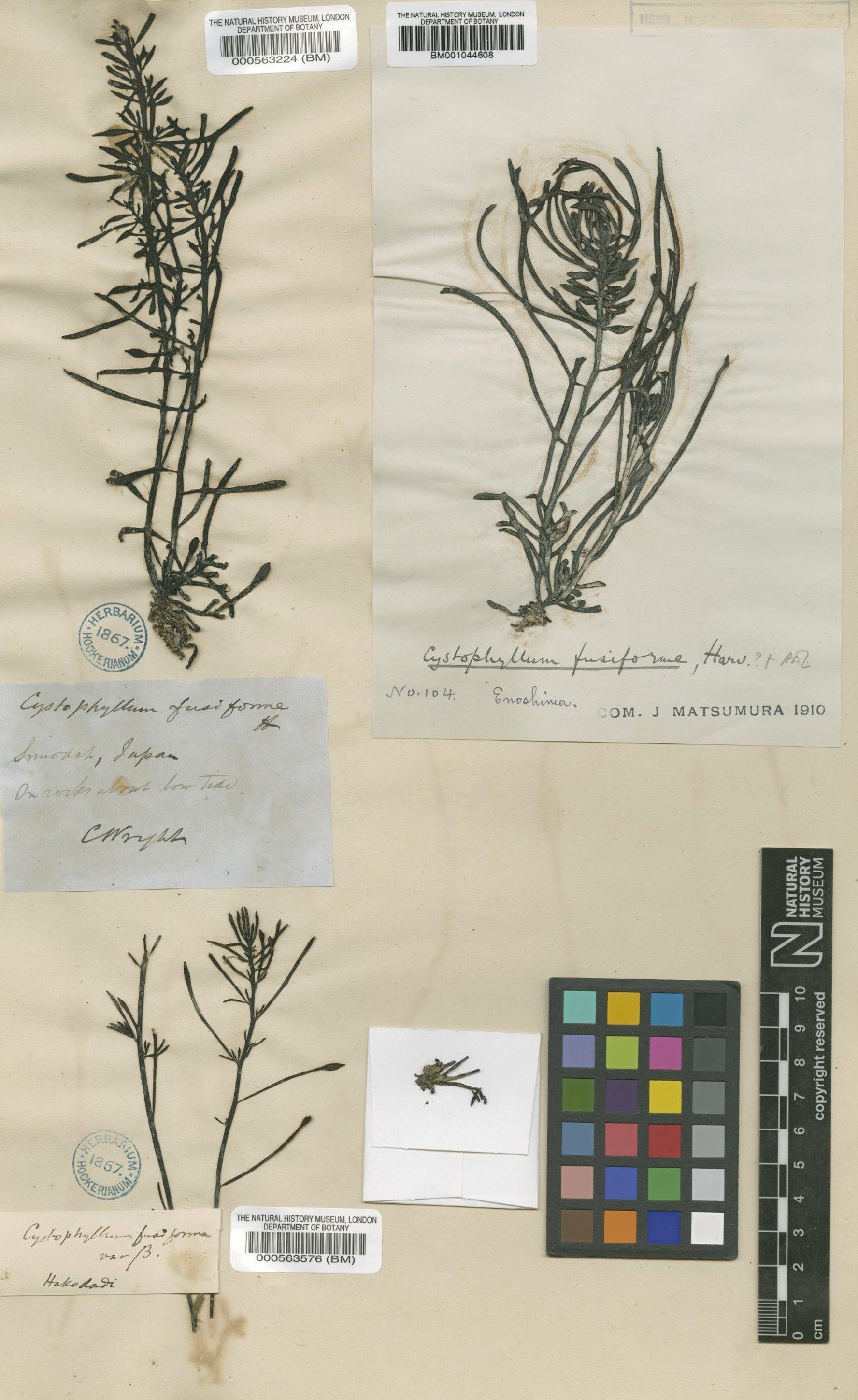 To NHMUK collection (Hizikia fusiformis (Harv.) Okamura; Type; NHMUK:ecatalogue:4722840)