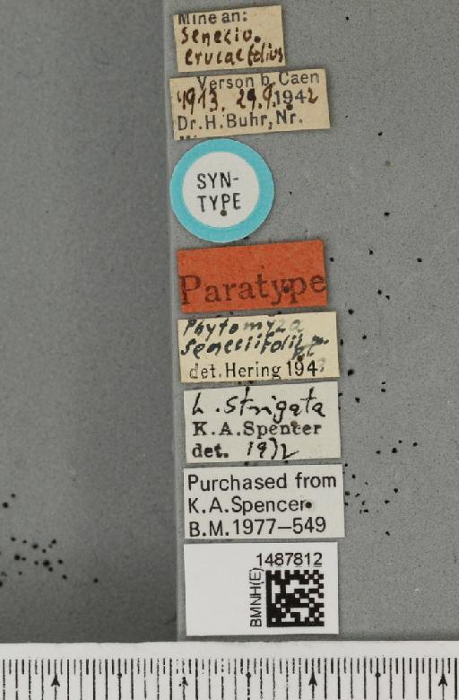 Liriomyza senecifolii Hering, 1944 - BMNHE_1487812_label_51642