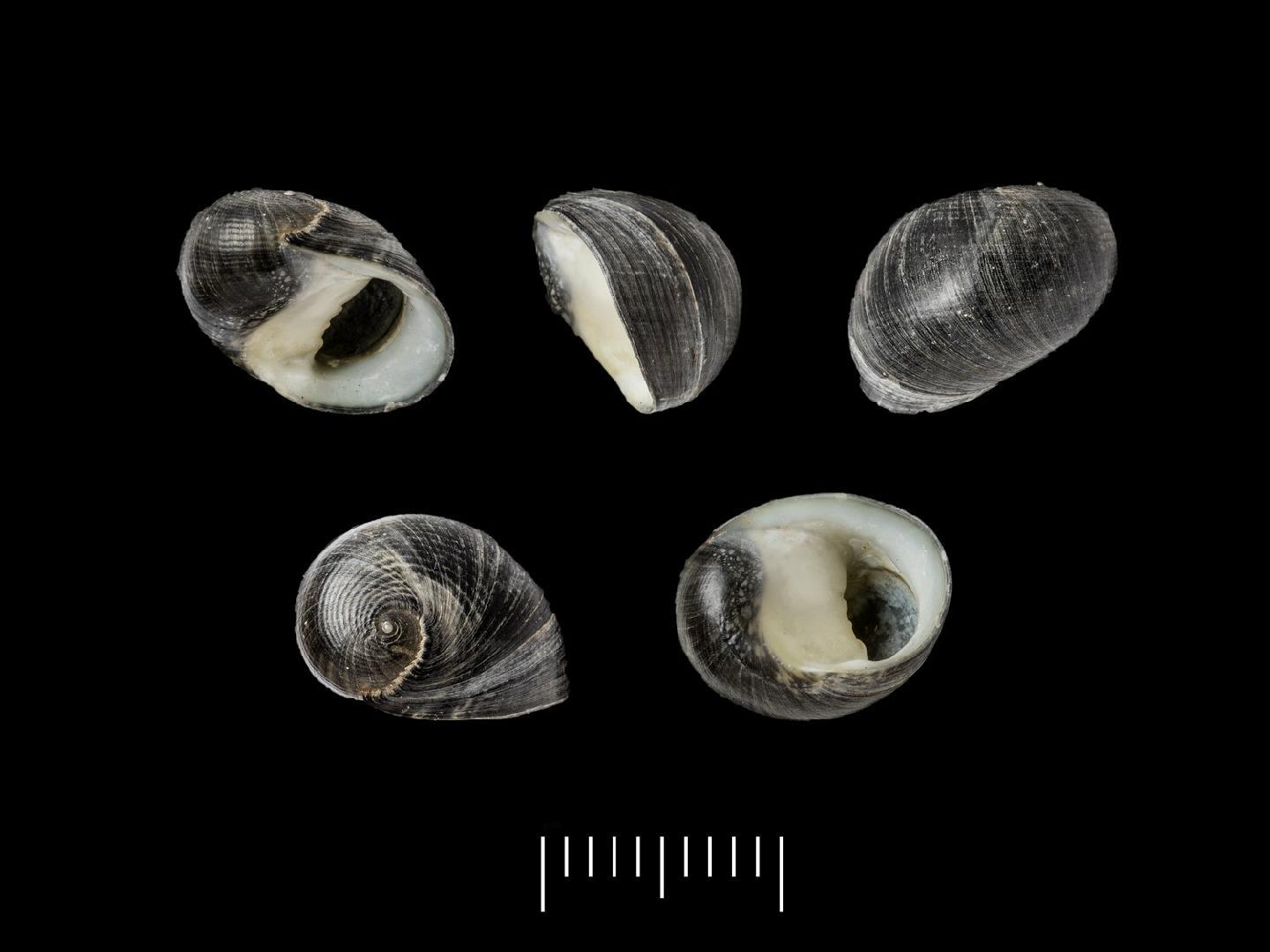 To NHMUK collection (Neritina salmacida Morelet, 1879; SYNTYPE(S); NHMUK:ecatalogue:7787929)