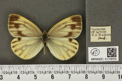 Pieris napi thompsoni ab. confluens Schima, 1910 - BMNHE_1133055_89612