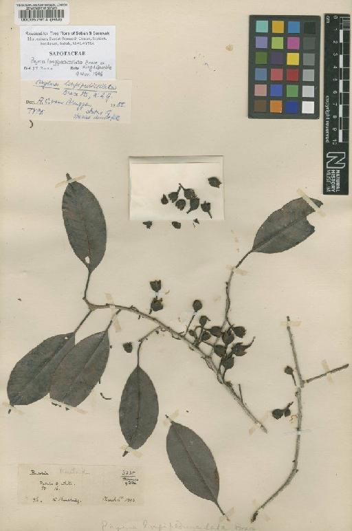 Payena longipedicellata Brace ex King & Gamble - BM000057914