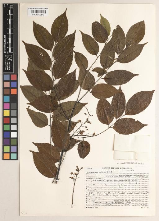 Pterocarpus indicus f. indicus - BM013709819
