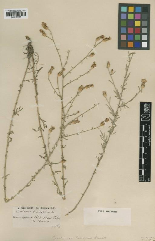 Centaurea tymphaea subsp. brevispina (Hausskn.) Dostal - BM001043259