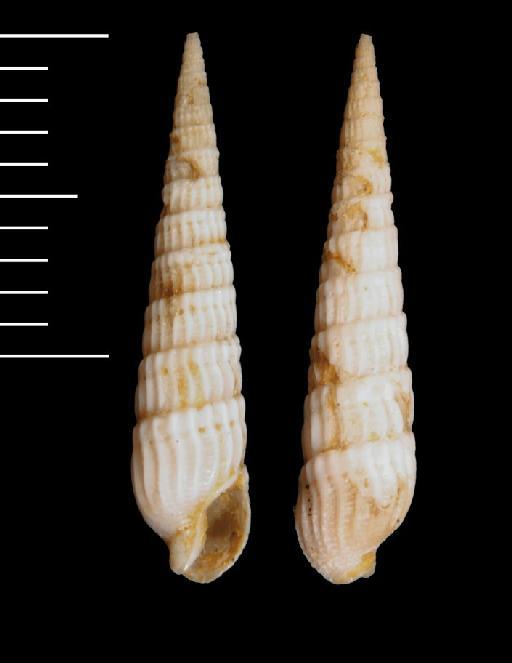 Punctoterebra intermixta Terryn & Fraussen, 2022 - 20030454