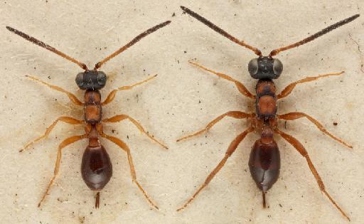 Pezomachus pilosus Capron, 1888 - 010880666_Thaumatogelis_pilosus_PLTs