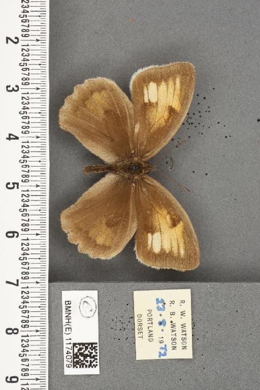 Maniola jurtina insularis ab. anommata Verity, 1904 - BMNHE_1174079_39295