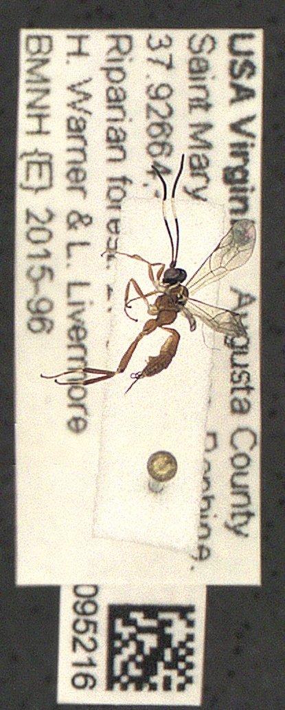 Ichneumonidae - Ichneumonidae 010095216