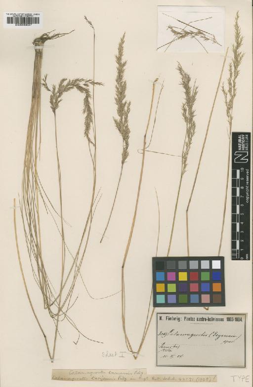 Calamagrostis tarmensis Pilg. - BM000938567