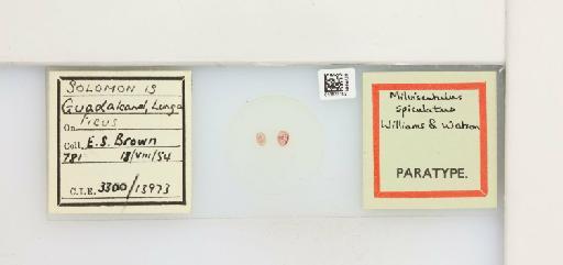 Milviscutulus spiculatus Williams & Watson, 1990 - 013533152_117392_1100246_157655_Type