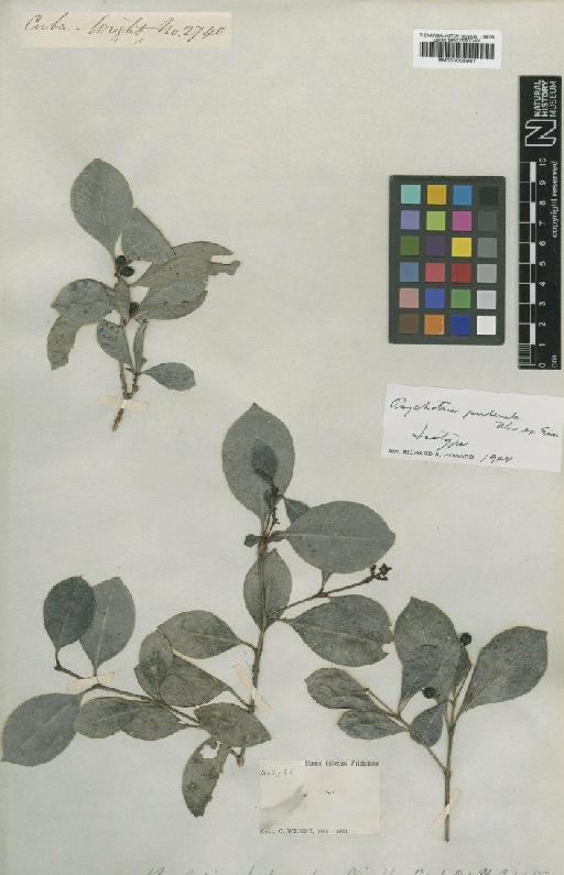 Psychotria puberula C.Wright ex Griseb. - BM001008987