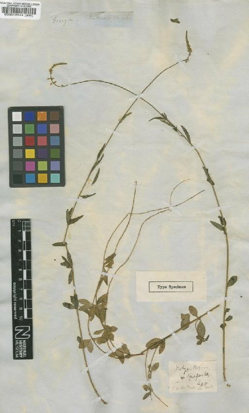 Polygala boykinii Nutt. - BM000566314